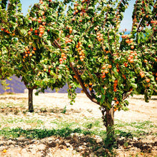 Load image into Gallery viewer, Blenheim Apricot Tree