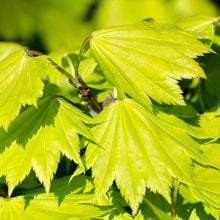 Load image into Gallery viewer, Autumn Moon Japanese Maple