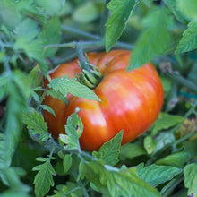 Load image into Gallery viewer, Organic Beefsteak Tomato
