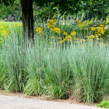 Load image into Gallery viewer, Blues Little Bluestem Grass