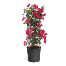 Load image into Gallery viewer, Barbara Karst Bougainvillea