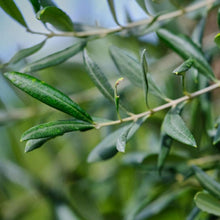 Load image into Gallery viewer, 'Little Ollie' Dwarf Olive