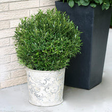 Load image into Gallery viewer, Gem Box® Holly Shrub