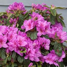 Load image into Gallery viewer, Bloom-A-Thon® Lavender Azalea Shrub