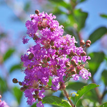 Load image into Gallery viewer, Muskogee Crape Myrtle Tree