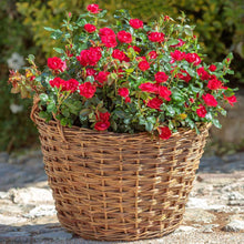 Load image into Gallery viewer, Petite Knock Out® Rose