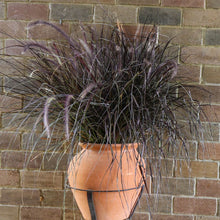 Load image into Gallery viewer, Purple Fountain Grass