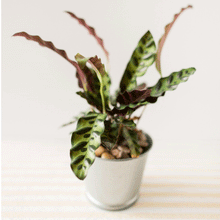 Load image into Gallery viewer, Rattlesnake Plant