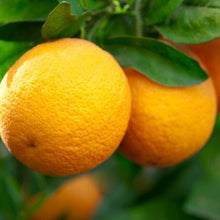 Load image into Gallery viewer, Valencia Orange Tree