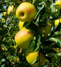 Load image into Gallery viewer, Yellow Delicious Apple Tree