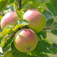 Load image into Gallery viewer, 5-in-1 Apple Surprise Tree
