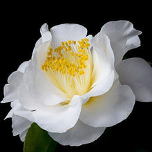 Load image into Gallery viewer, April Snow Camellia
