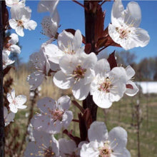 Load image into Gallery viewer, Crimson Pointe™ Purple Leaf Plum Tree
