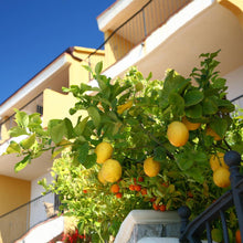 Load image into Gallery viewer, Eureka Lemon Tree
