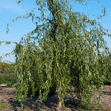 Load image into Gallery viewer, &#39;Golden Curls&#39; Corkscrew Willow
