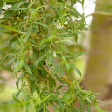 Load image into Gallery viewer, &#39;Golden Curls&#39; Corkscrew Willow
