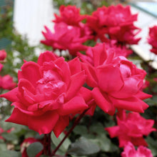 Load image into Gallery viewer, Knock Out® Rose Tree
