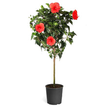 Load image into Gallery viewer, Red Tropical Hibiscus Tree
