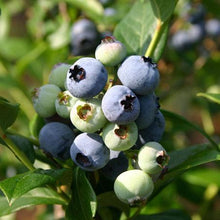 Load image into Gallery viewer, Sweetheart Blueberry Bush - USDA Organic
